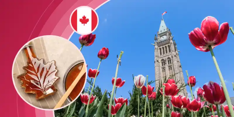 Canadian Parliament Peace Tower surrounded by red tulips, with inset graphics of maple syrup and the Canadian flag.